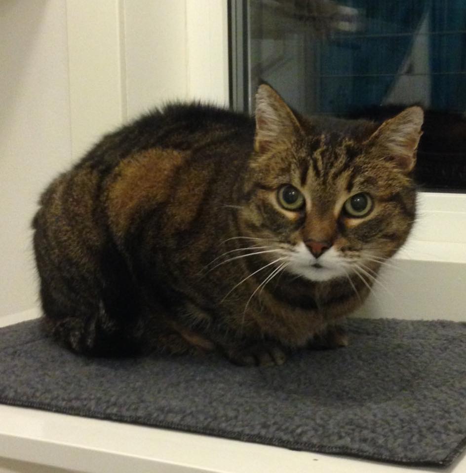 Kattpensionat Upplands Väsby logotyp