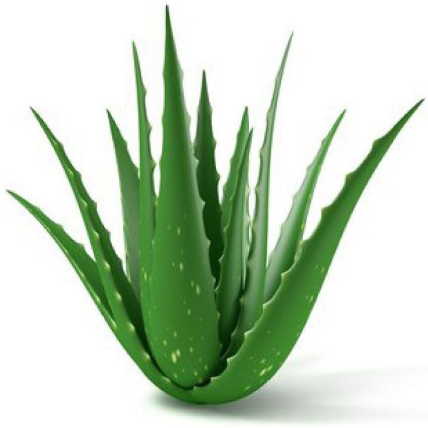 Aloe Vera Fuerteventura logotyp